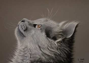 猫の瞬間