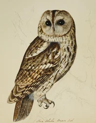 モリフクロウ（Strix Easy）