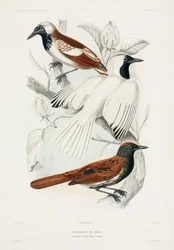 Antbirds