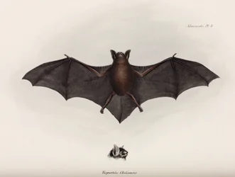 コウモリ（南アメリカ、1832-1836年頃