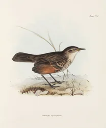 フライキャッチャー（1832-1836年頃