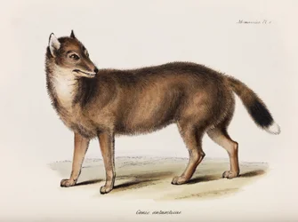 フォックス、フォークランド諸島、1832-1836年頃