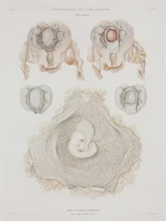 婦人科 胎児のいる人間の子宮 1847-1859年頃