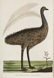 ニューホランド・カソワリ」、オーストラリア、1788年頃