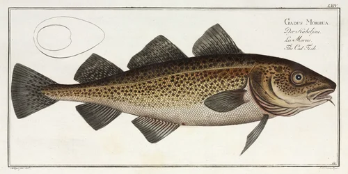 鱈の魚」。