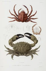 カニ2匹