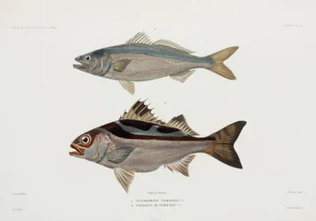 2種類の魚