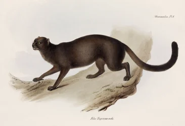 イタチネコまたはカワウソネコ、南アメリカ、1832-1836年頃