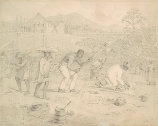 Plantando a cana-de-açúcar (Trinidad)