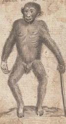 Macacos (um dos três em uma montaria)