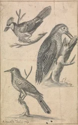 キツツキと二羽の鳥