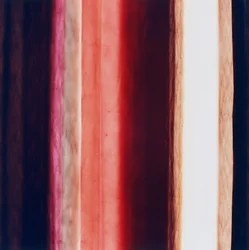 ストライプXI、2005年