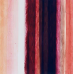 ストライプX、2005年