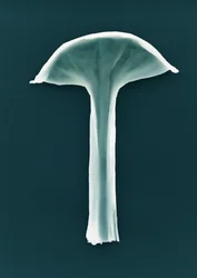 Nimetön, 2003