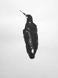 無題, 2009 (モノタイプ)