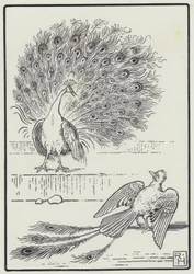 カケスとクジャク（エングレービング