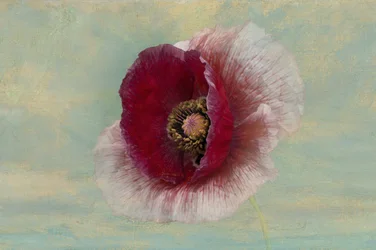 深紅のポピーの花