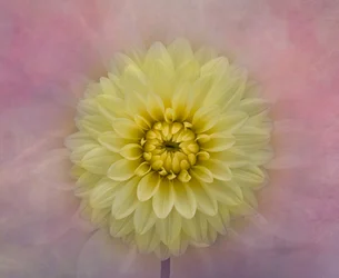 柔らかな黄色のダリアの花