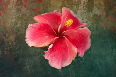 熱帯のハイビスカスの花