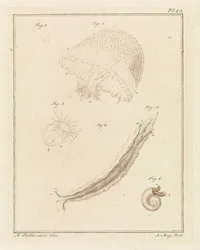 いろいろな海の生き物