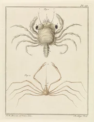 ビーチガニと矢ガニの種