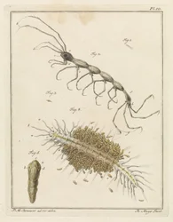 Teringlijdertje と毛虫
