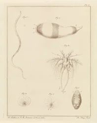 さまざまな海の生き物