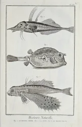 ドゥニ・ディドロの「科学、自由芸術、機械芸術のための平面図とその説明」からの抜粋。