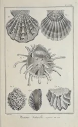 ドゥニ・ディドロの「科学、自由芸術、機械芸術のための平面図とその説明」からの抜粋。