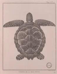 紅海の亀、ジェームズ・ブルース著「Travels to Discover the Source of Nile, in year 1708 to 1773」の挿絵、パリ