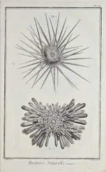デニス・ディドロの「科学、自由芸術、機械芸術のためのスケッチ集、およびその解説」からの挿絵。