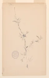 枝