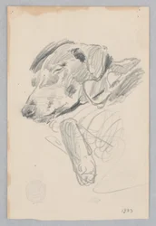 犬