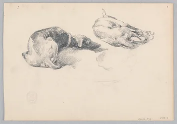 犬
