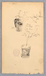 デッサン、植木鉢、1877年