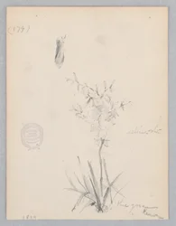 顕花植物