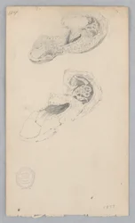 靴