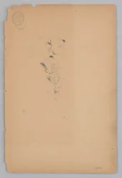 女性