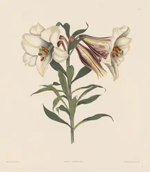 ヒガンバナ科の自然秩序に属する、十六代の植物の選択...、1831-1832