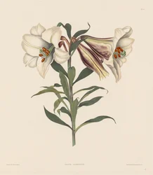 ヒガンバナ科とユリ科の自然順序に属する六角形の植物の選択: ニホンユリ
