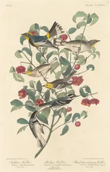 オーデュボンのウグイス、ヤドカリウグイス、ノドジロムシクイ、1837 年。