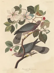 バンドオオバト、1837年。