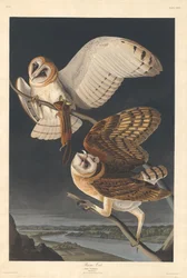 メンフクロウ、1833年。