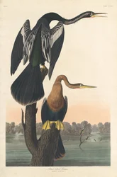 クロハラヘビウ、1836年。
