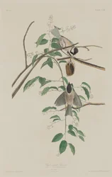 黒帽のシジュウカラ、1833 年。