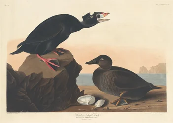 クロガモまたはビロードキンクロ、1836年