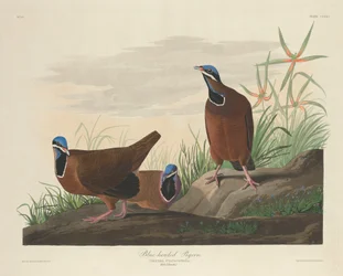 青い頭の鳩、1833年。