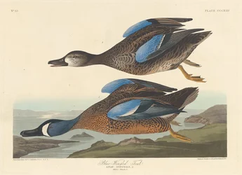 アオウイングティール、1836年。