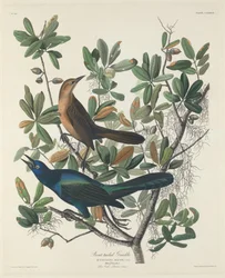 舟尾のグラックル、1834 年。