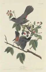 猫の鳥、1832年。